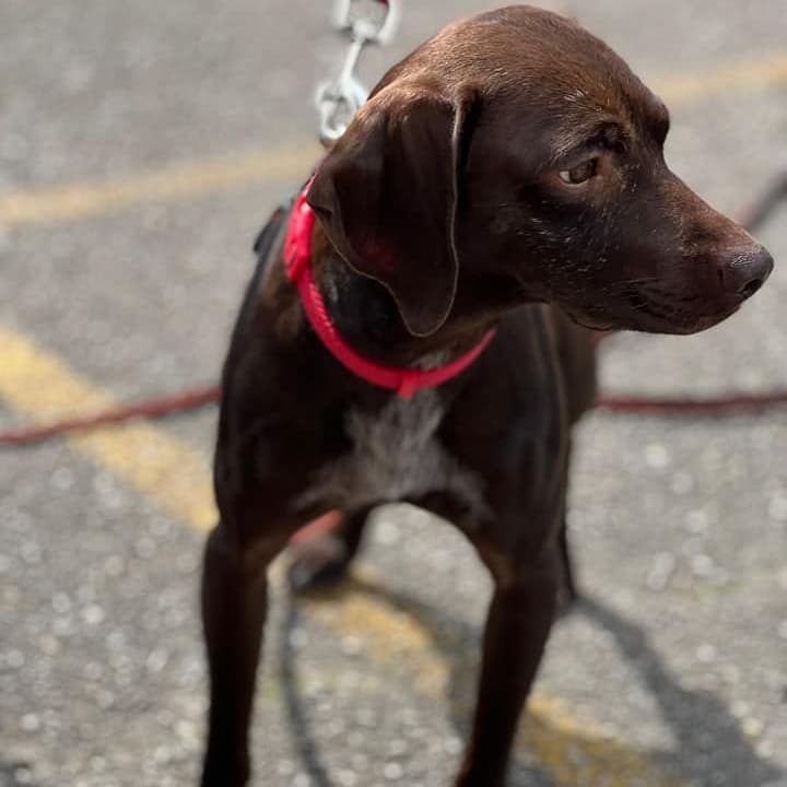 Instructor de perros de asistencia en Asturias