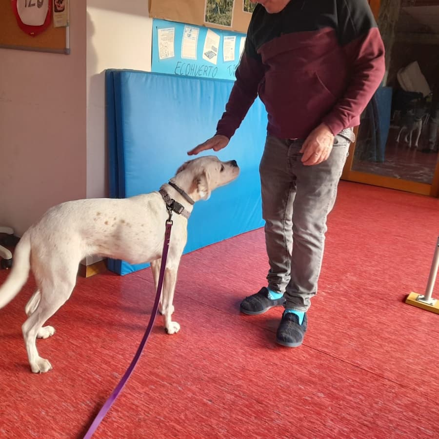 Terapia para discapacitados con perros