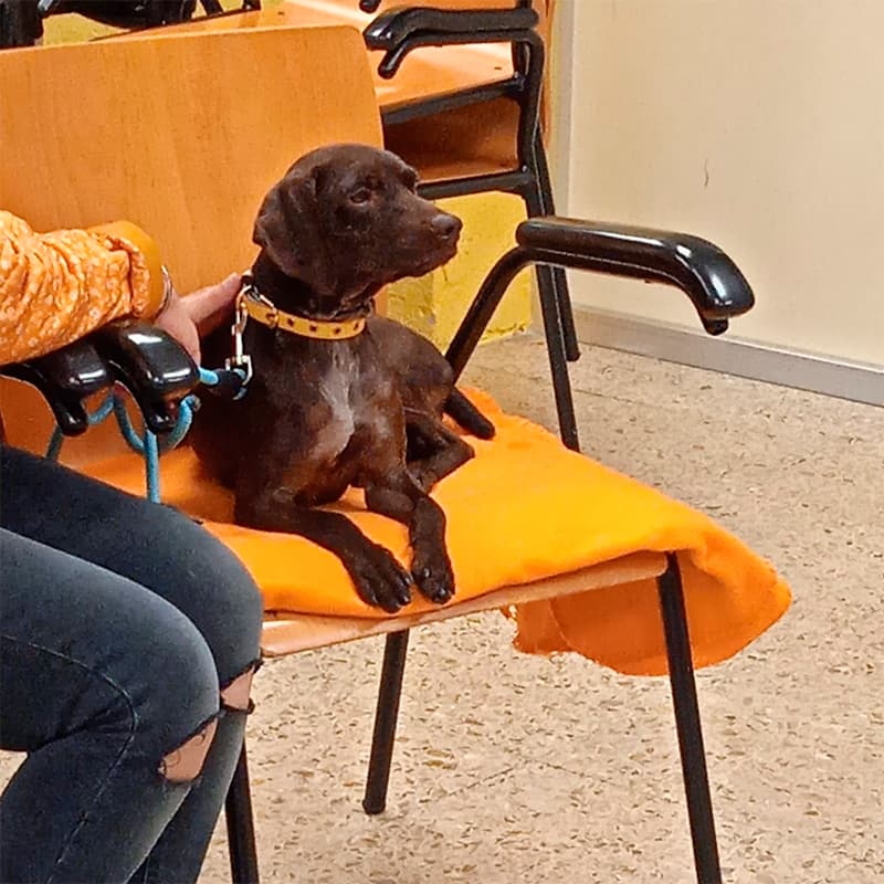 Adrianín, un perrín de la Llobera